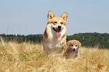 CORGI PEMBROKE 705